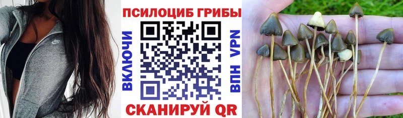 Псилоцибиновые грибы Cubensis  наркота  Юрьевец 